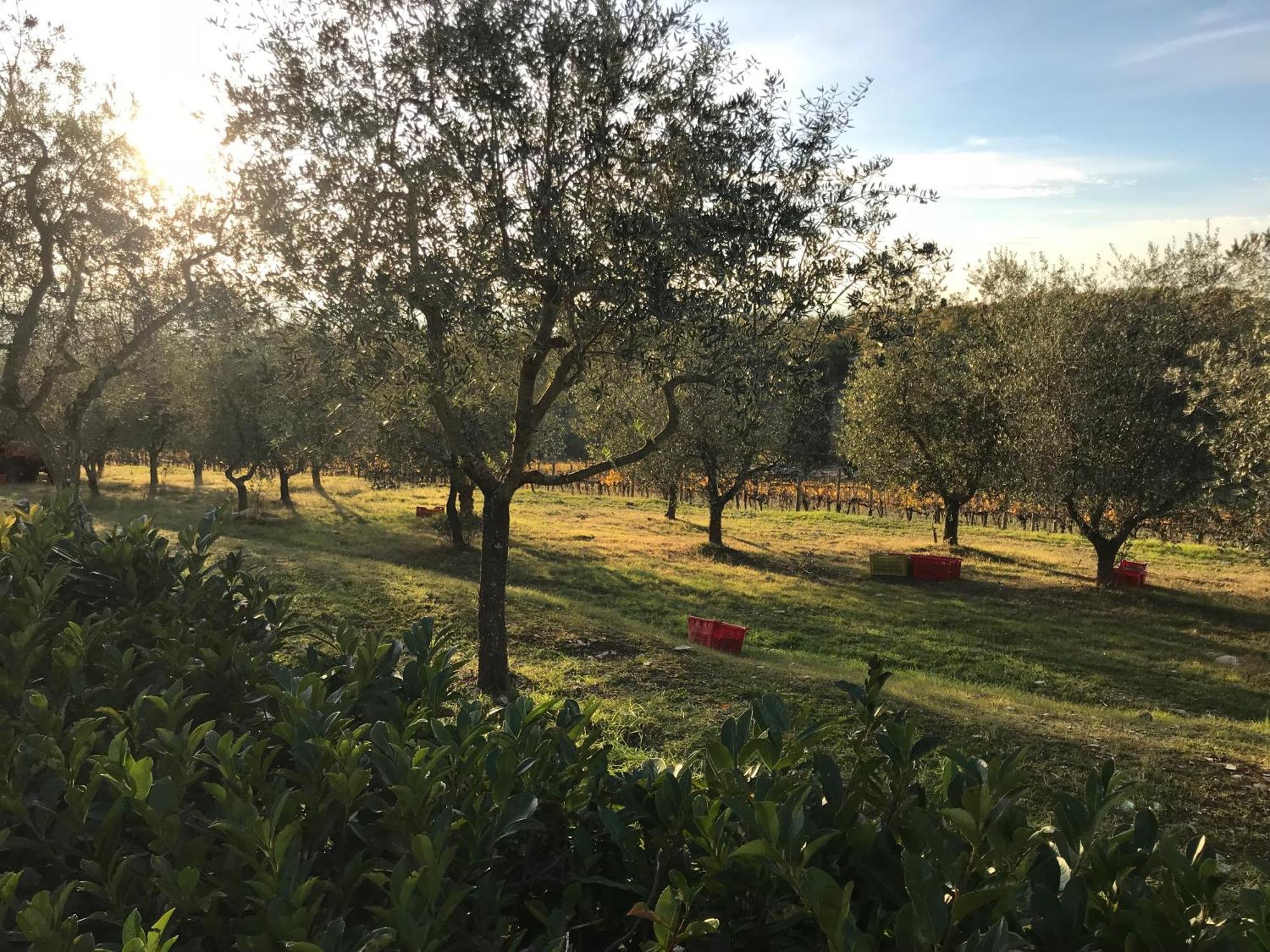 Il Villino Farmhouse Кастелина ин Кианти Екстериор снимка